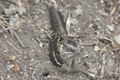 Caprimulgus clarus