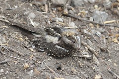 Caprimulgus clarus
