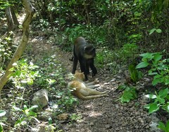 Cercopithecus mitis albogularis
