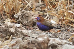 Granatina ianthinogaster