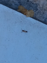 Monomorium floricola