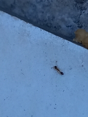 Monomorium floricola