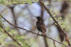 Chalcomitra senegalensis
