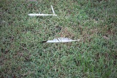 Threskiornis molucca