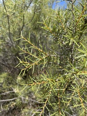 Acacia colletioides