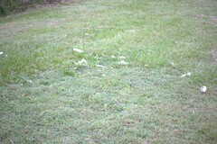 Threskiornis molucca