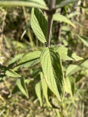 Cunila lythrifolia