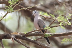 Turtur chalcospilos