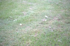 Threskiornis molucca