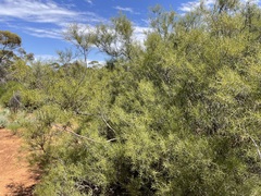 Acacia colletioides