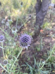 Eryngium pectinatum