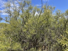 Acacia colletioides