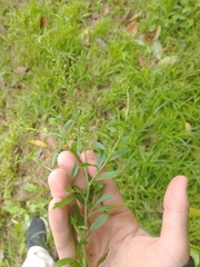 Lepidium bonariense