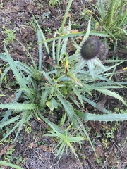 Eryngium pectinatum