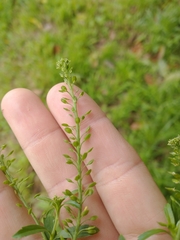 Lepidium bonariense