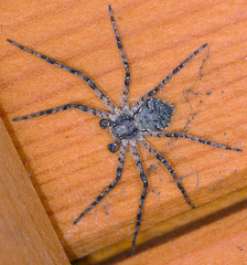 Philodromus margaritatus