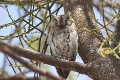 Otus senegalensis