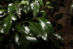 Endiandra compressa