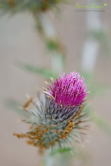 Cirsium vulgare