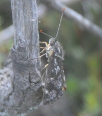 Synemon parthenoides