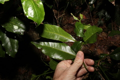 Endiandra compressa