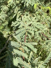 Prosopis pallida
