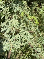 Prosopis pallida