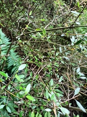 Coprosma ×cunninghamii