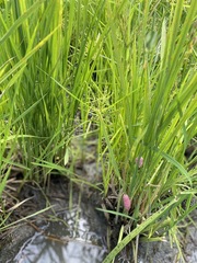 Pomacea canaliculata