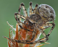 Philodromus margaritatus