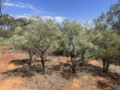 Alectryon oleifolius