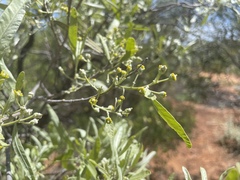 Alectryon oleifolius