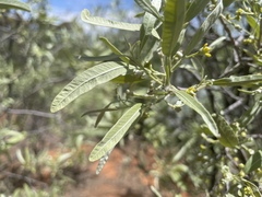 Alectryon oleifolius