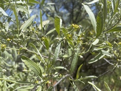 Alectryon oleifolius