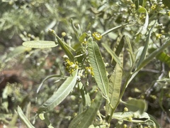 Alectryon oleifolius