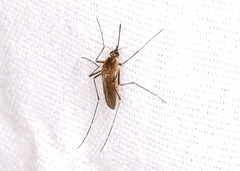 Aedes vexans