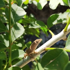 Anolis nebulosus