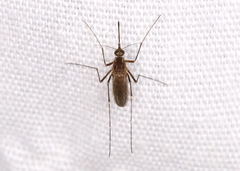 Aedes vexans