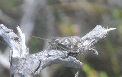 Synemon parthenoides