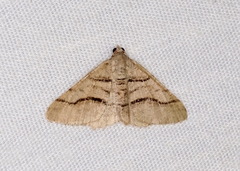 Digrammia continuata