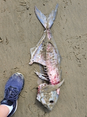 Pseudocaranx georgianus