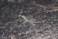 Agamidae