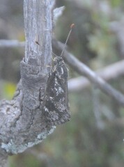 Synemon parthenoides