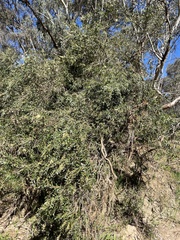Melaleuca paludicola