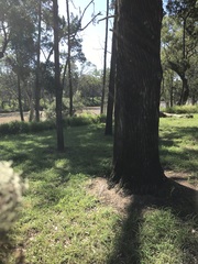 Callitris glaucophylla