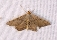 Macaria transitaria