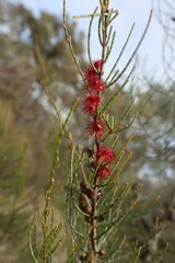 Allocasuarina muelleriana