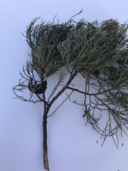 Callitris glaucophylla