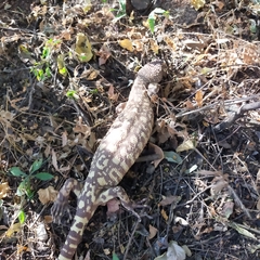 Heloderma horridum