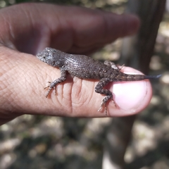 Sceloporus nelsoni